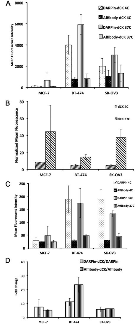 Binding of the bi-modular fusion proteins to cancer cells measured by... | Download Scientific ...