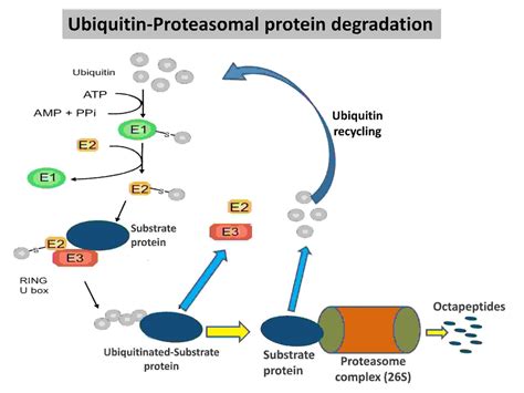 Ubiquitin Proteasome System (UPS)-Definition, Diagram, Function ...