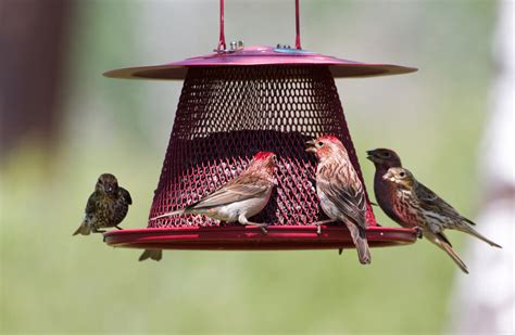 6 Best Finch Food - With High Nutritional Value