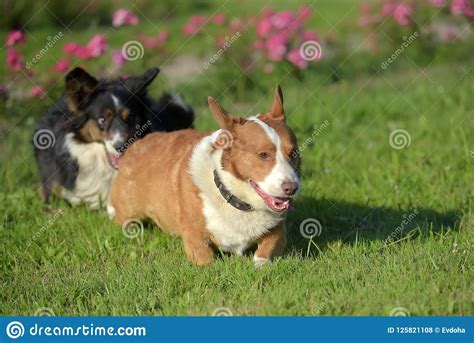 Two Corgi are Playing Together Stock Photo - Image of agility, cute: 125821108