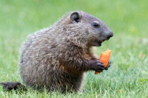 Woodchuck Poop: Cleaning and Removing Poop From Yards - Freedom ...