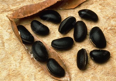 Calabar beans - Stock Image - B640/0211 - Science Photo Library