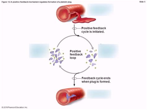 What Is Positive Feedback In Anatomy - Anatomical Charts & Posters