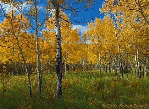 Aspen Grove at St Mary Lake Photo - Glacier Park Photo Gallery