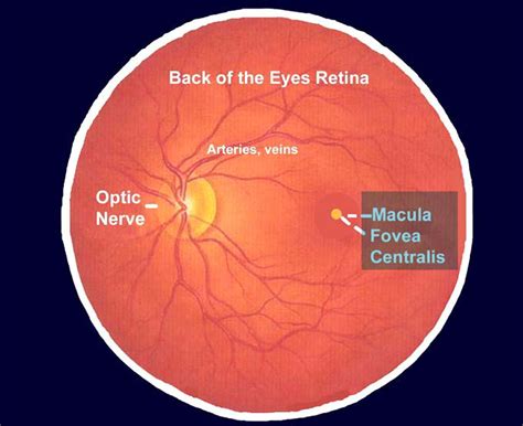 Macular degeneration - Age related, Causes, Types, Symptoms, Treatment