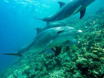 Marine Biome Dolphins