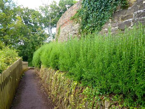 How To Grow A Rosemary Hedge (& 10 Reasons Why You Should)