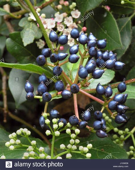 VIBURNUM TINUS EVE PRICE BERRIES Stock Photo, Royalty Free Image ...