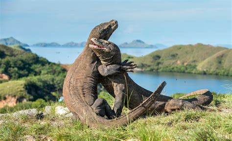 The Fighting Komodo dragons(Varanus komodoensis) for domination. It is the biggest living lizard ...