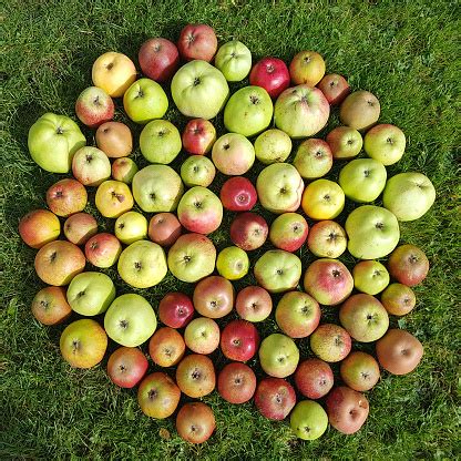 Old Apple Varieties Stock Photo - Download Image Now - Ancient, Apple - Fruit, Essen - Germany ...