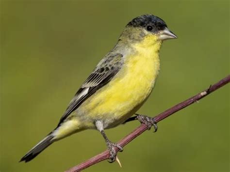 Lesser Goldfinch - NestWatch