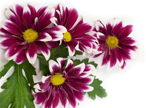 How to Grow Chrysanthemum morifolium – Nature's Gateway