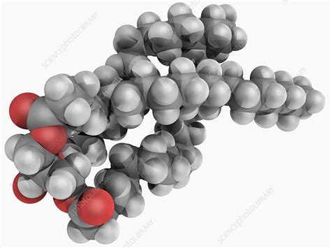 Triglyceride molecule - Stock Image - F004/7431 - Science Photo Library