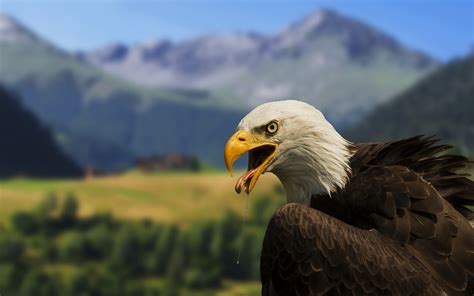 bald, Eagle Wallpapers HD / Desktop and Mobile Backgrounds