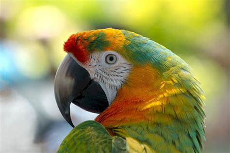 HOW LONG DO PARROTS LIVE? | FACTS and HABITAT | How Long Do Animals Live?