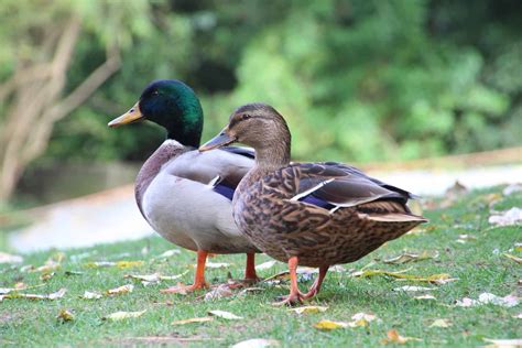 The 15 Best Duck Breeds for Eggs