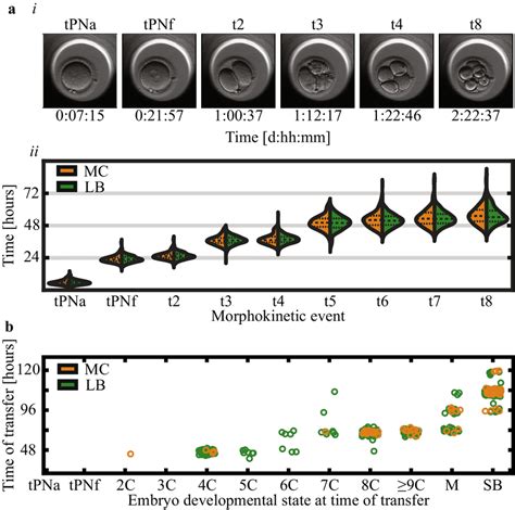 Live-birth and first trimester miscarriage embryos share morphokinetic ...