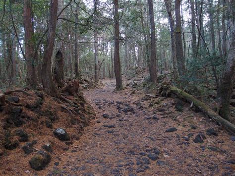 Aokigahara Forest | Aokigahara forest, Norway forest, Winter trees