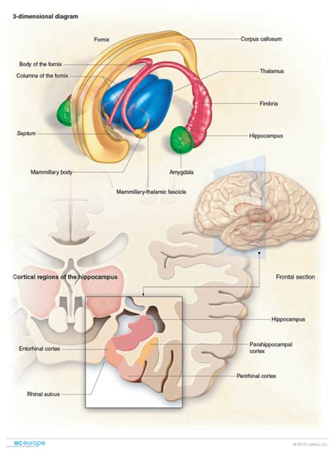 Hippocampus, anatomy and cortical regions | Brain anatomy, Medical illustration, Psychiatry