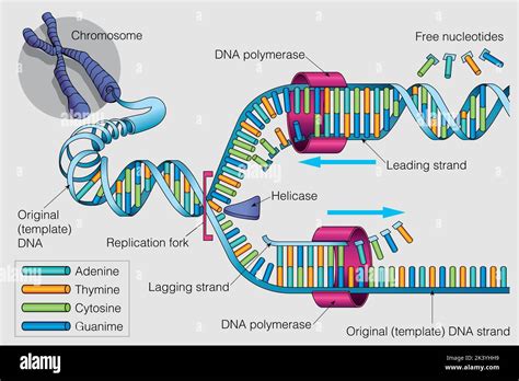 Unlabeled Dna Replication Diagram