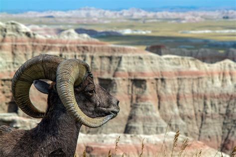 Are Dogs Allowed In Badlands National Park