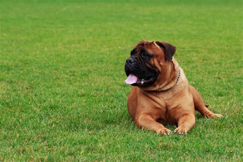 Bullmastiff Colors: A Handy Guide To 5+ Colors & Markings