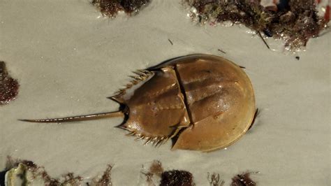 Mikro Post; Belangkas (Horseshoe crab) |MyRokan