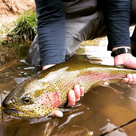 Utah Spring Fishing - Six Lakes Resort