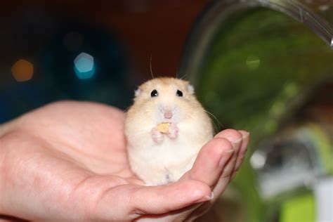 Winter White Hamsters (One of mine, called "The Illusive Ham) | Winter white hamster, Dwarf ...