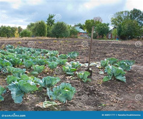 Harvesting Cabbage stock image. Image of season, harvesting - 40851777