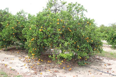 Steps for Reducing Fruit Drop - Citrus Industry Magazine