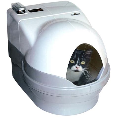 Best Automatic Litter Box for Multiple Cats - PAWsome Critters