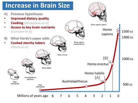 Evidence for Evolution - online presentation