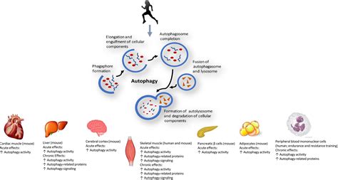 Autophagy and aging: Maintaining the proteome through exercise and caloric restriction - Escobar ...