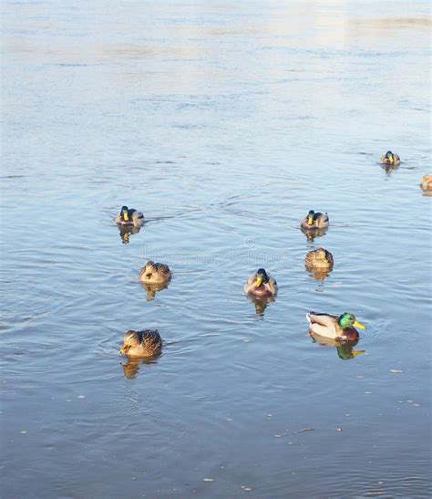 Swimming ducks stock photo. Image of waterfowl, pond - 44289438