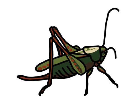 Cricket Clipart Images Png Format