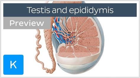 Testis and epididymis: structure and functions (preview) - Human Anatomy | Kenhub - YouTube