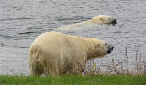 Timmins News: How are Cochrane's resident polar bears dealing with the summer heat? | CTV News