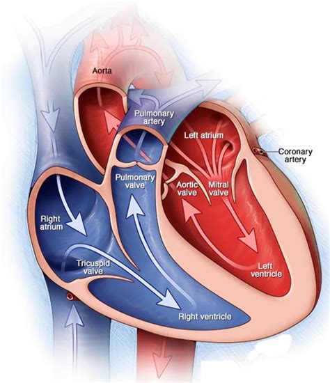 Mitral stenosis causes, symptoms, diagnosis, treatment & prognosis