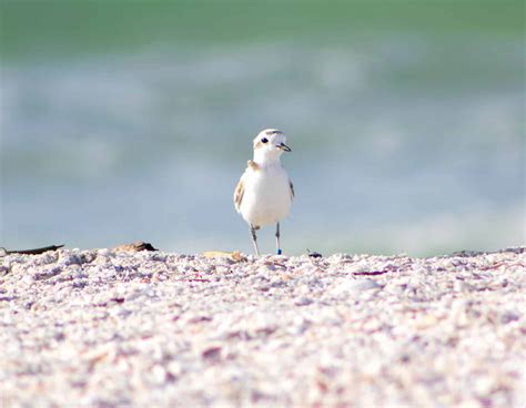 Snowy Plover | Sanibel-Captiva Conservation Foundation