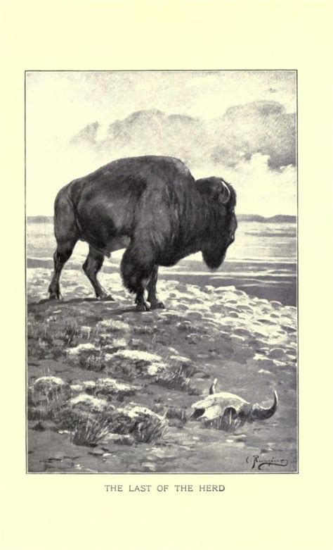 Scientific Illustration | The last of the herd From: ’Musk-ox, bison,...