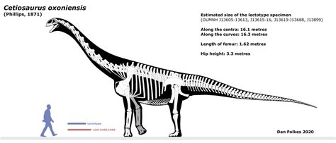 Cetiosaurus oxoniensis - skeletal by BritishPalaeontology on DeviantArt