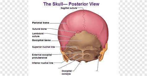 Human body Skull Anatomy External occipital protuberance Human back, Of Skull, face, human png ...