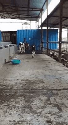 Cow Calf GIF - Cow Calf Running - Discover & Share GIFs