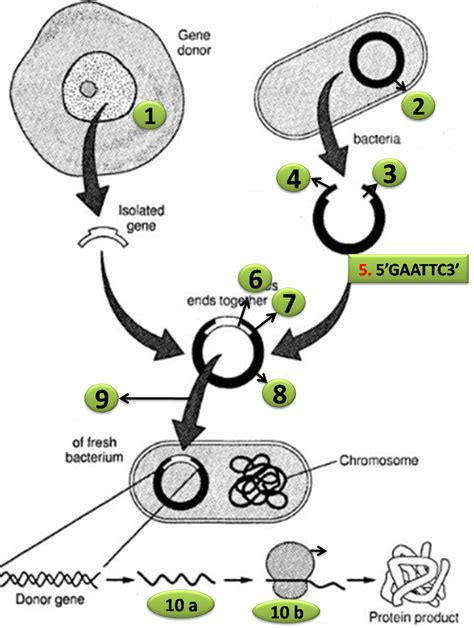 Diagram Quiz on Steps in Recombinant DNA or rDNA technology