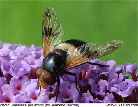 Pellucid Hoverflies - Volucella pellucens - UK Safari