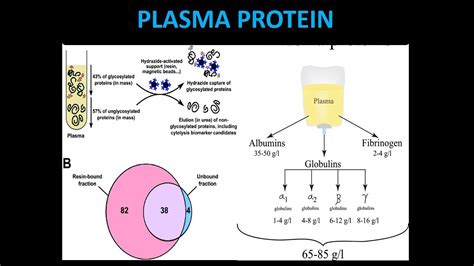 plasma protein (what is plasma protein) review - YouTube