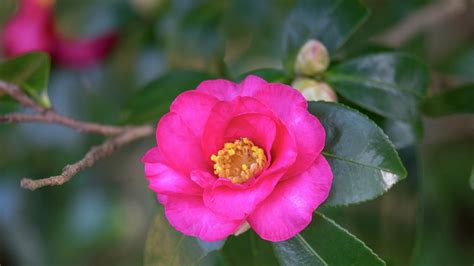 Growing, Pruning and Caring for Camellias - Bunnings New Zealand