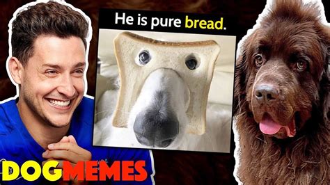 Reacting To Dog Memes With My Newfie Bear - YouTube