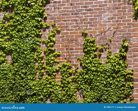 Ivy Wall Stock Image - Image: 780171